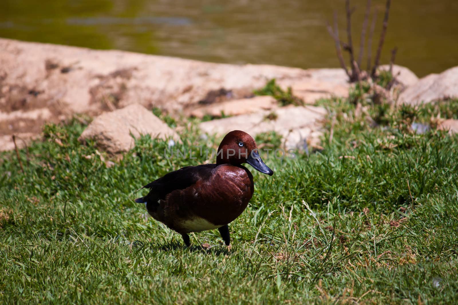 photo beautiful brown duck on green grass