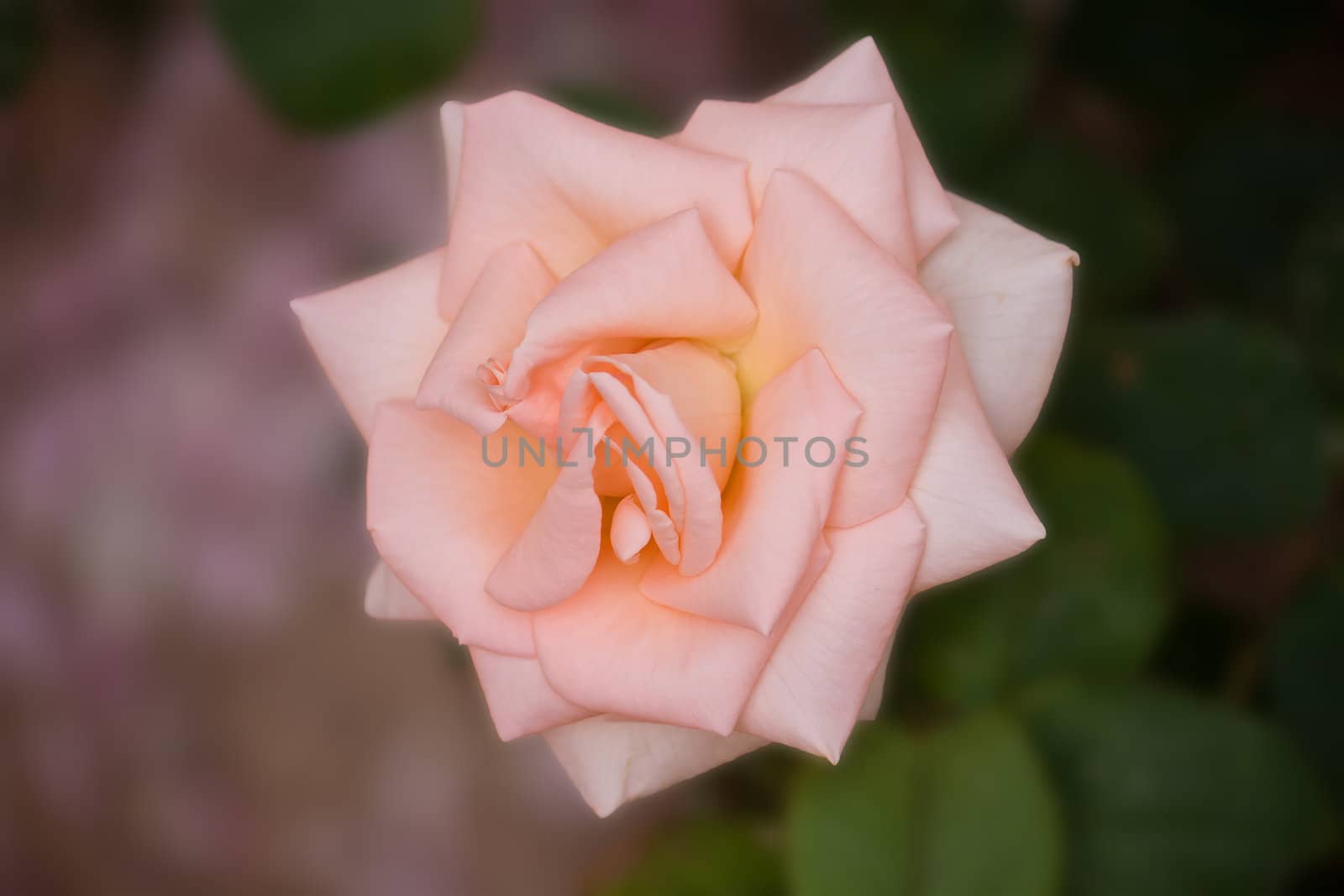 flower pink roses on a dark background