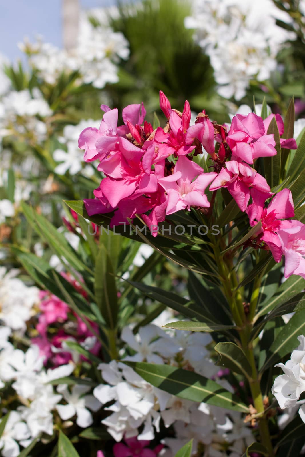 shrub with beautiful pink and white flowers