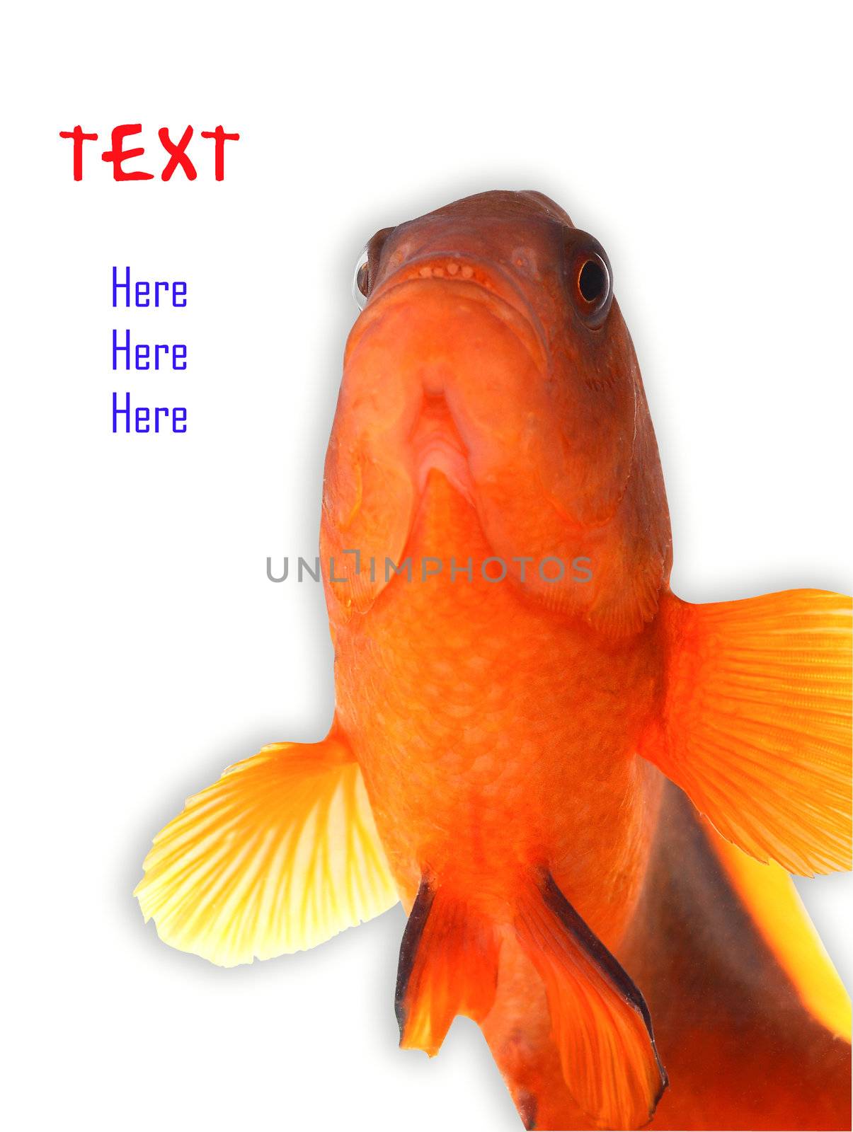 clownfish and copy space for sample text here