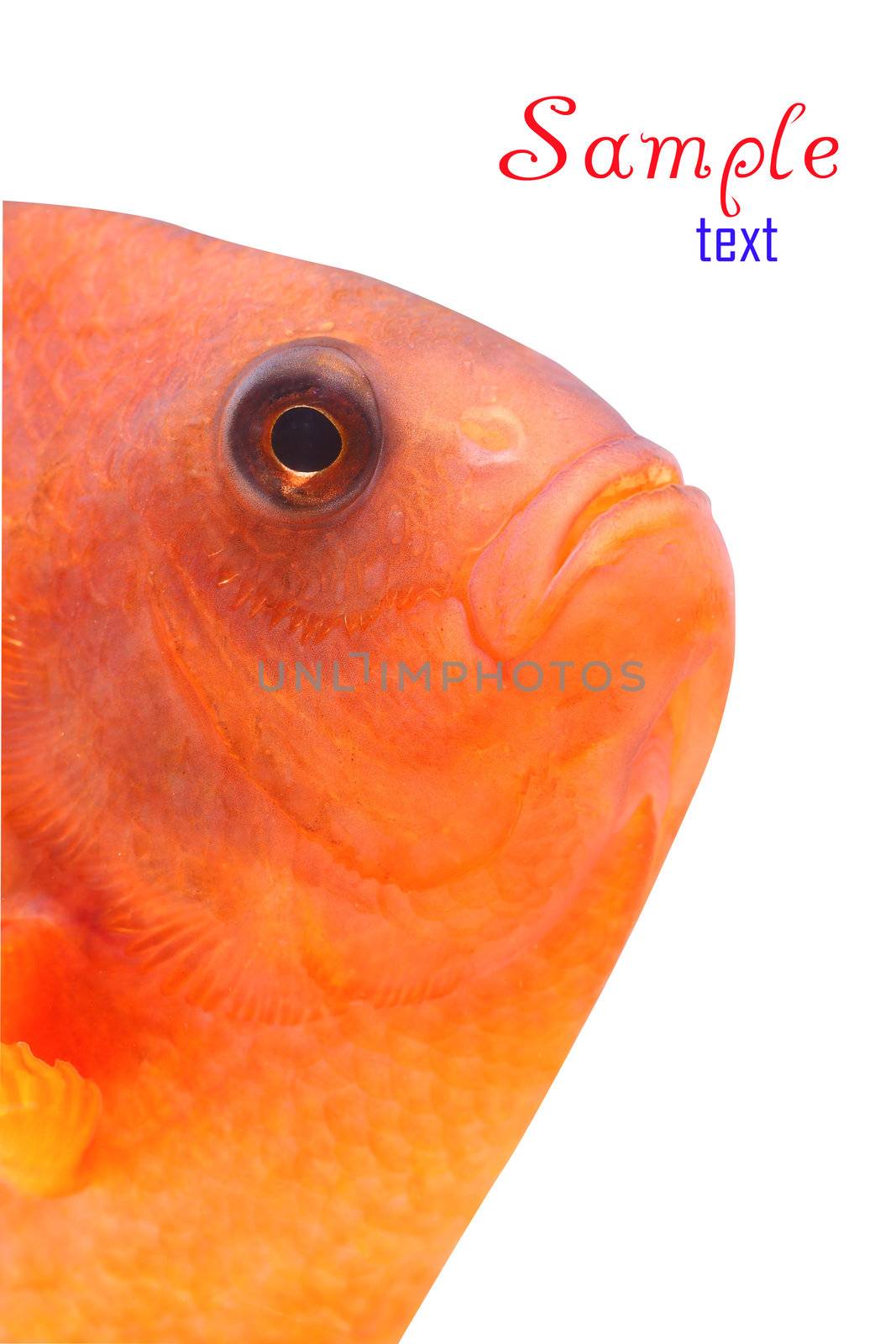 clownfish and copy space for sample text here