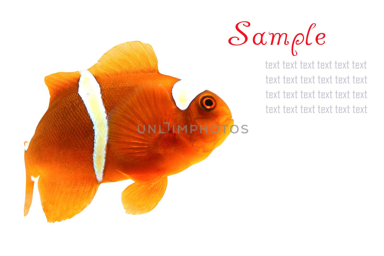 clownfish and copy space for sample text here