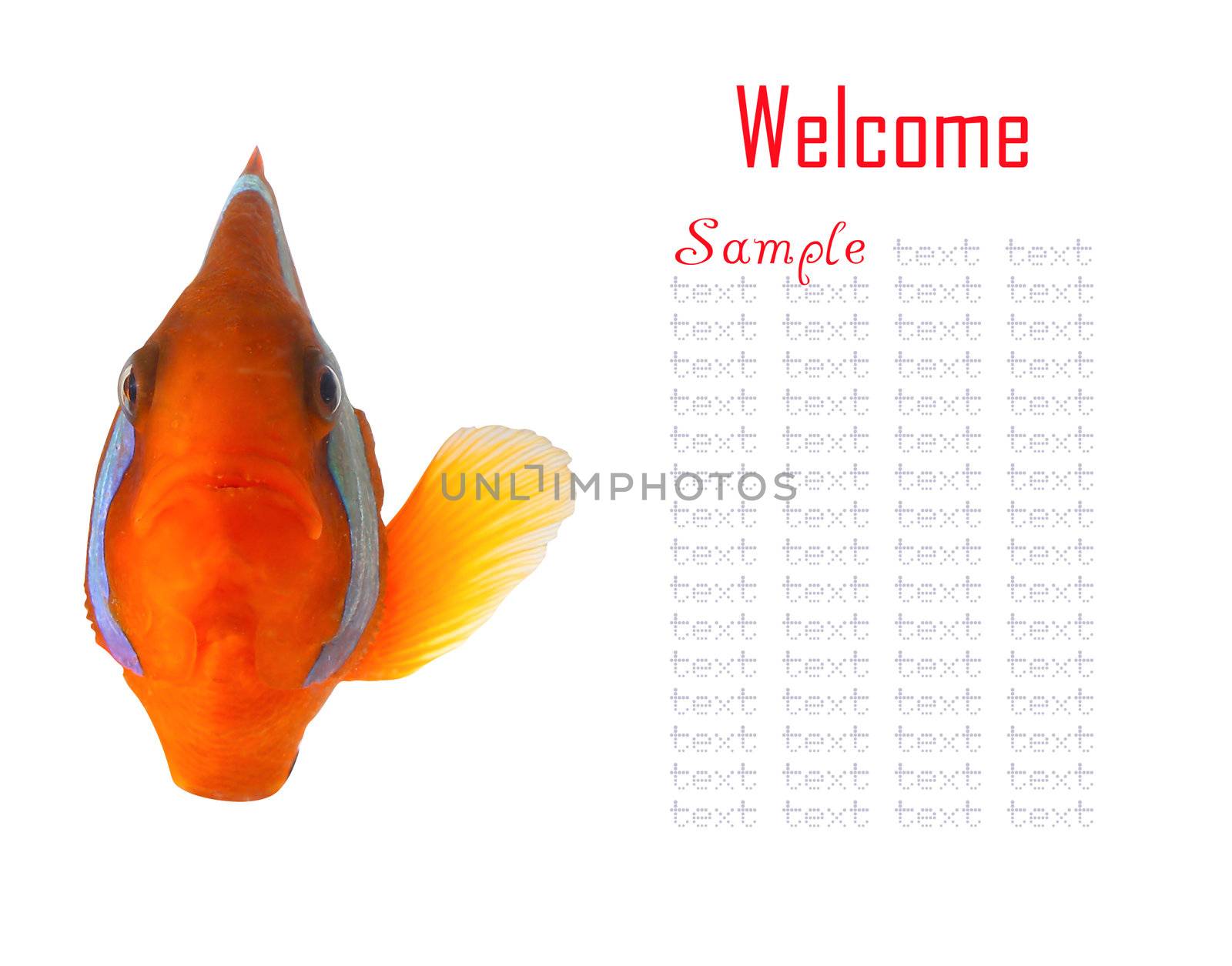 clownfish and copy space for sample text here 
 by rufous