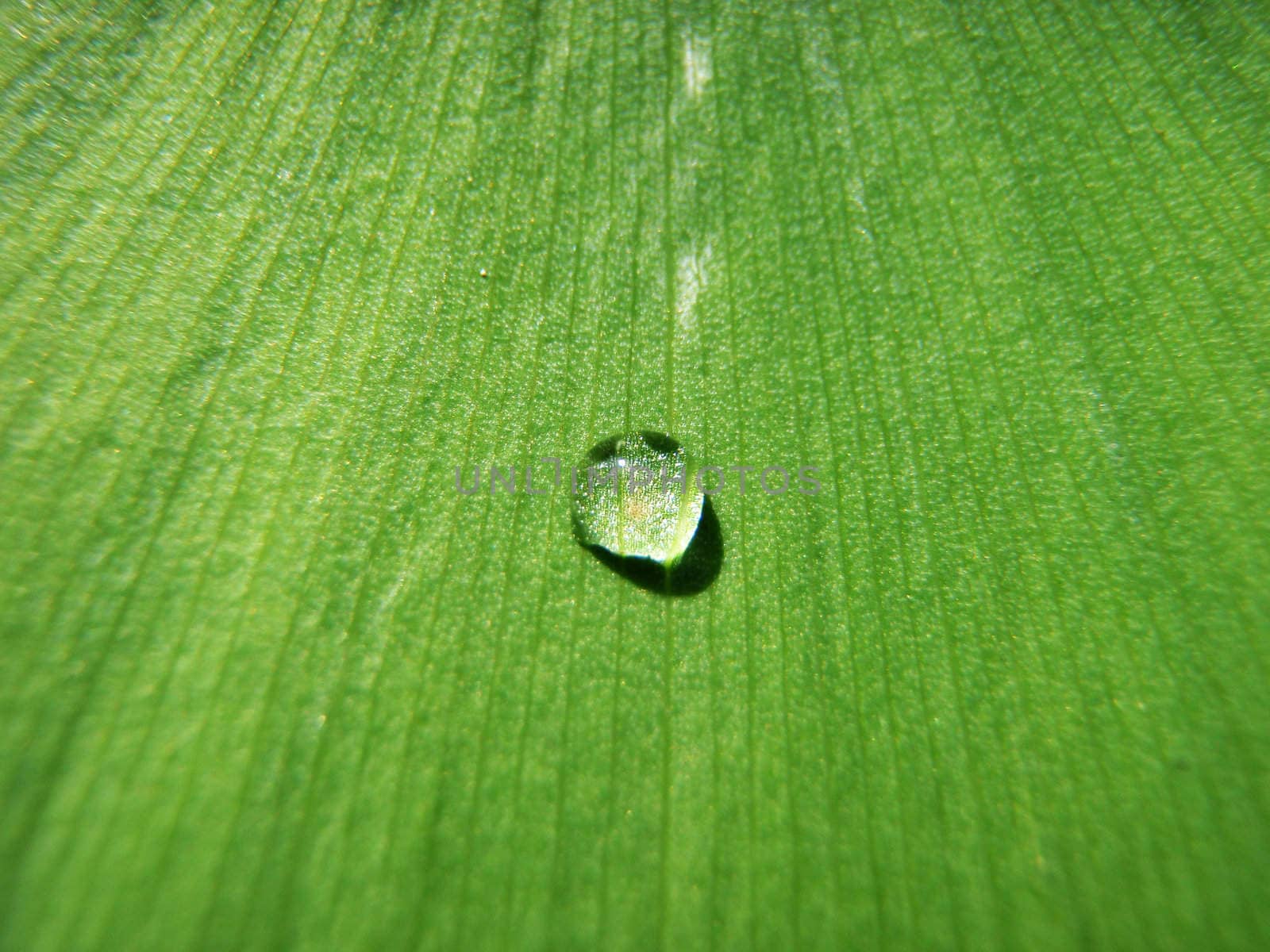 drops on green sheet