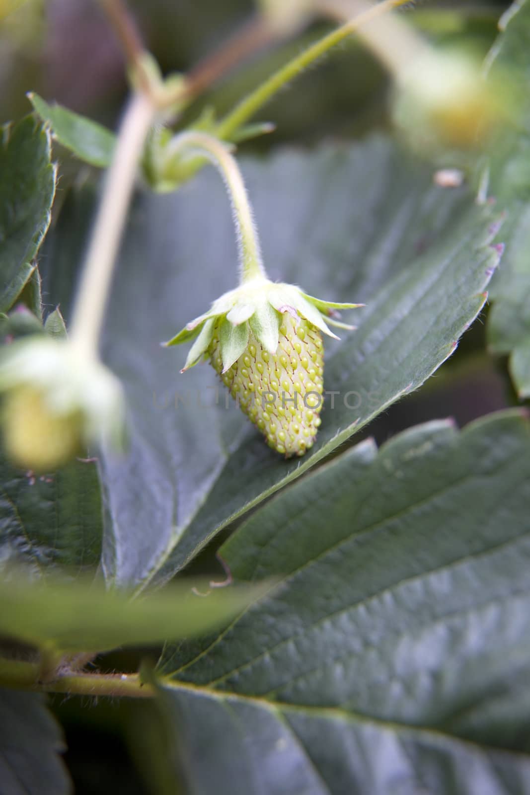 Small and green strawberry on plant
