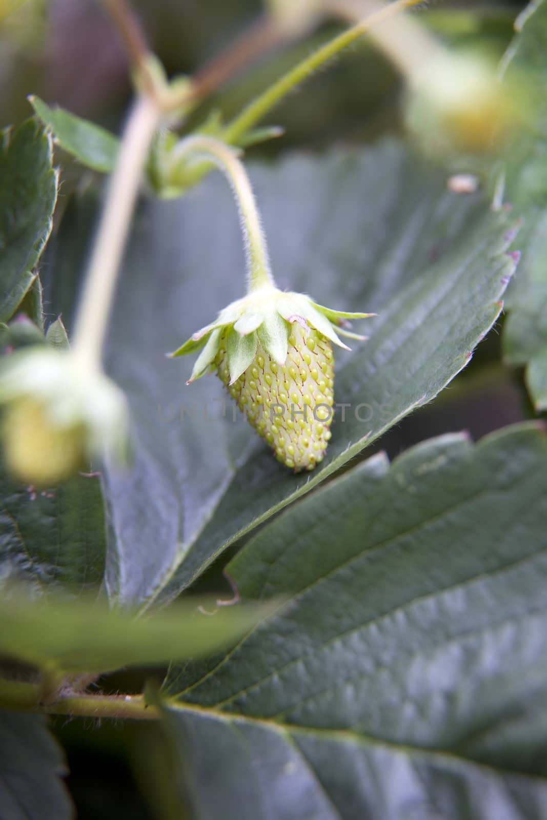 Growing Strawberry by charlotteLake