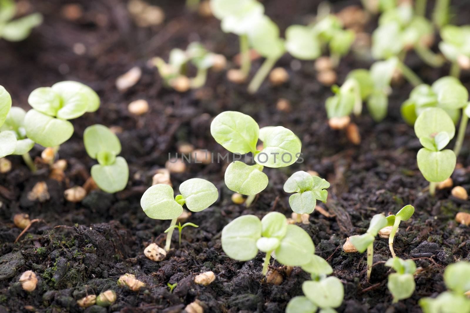 Fresh spring vegetable sprouts in moist soil.