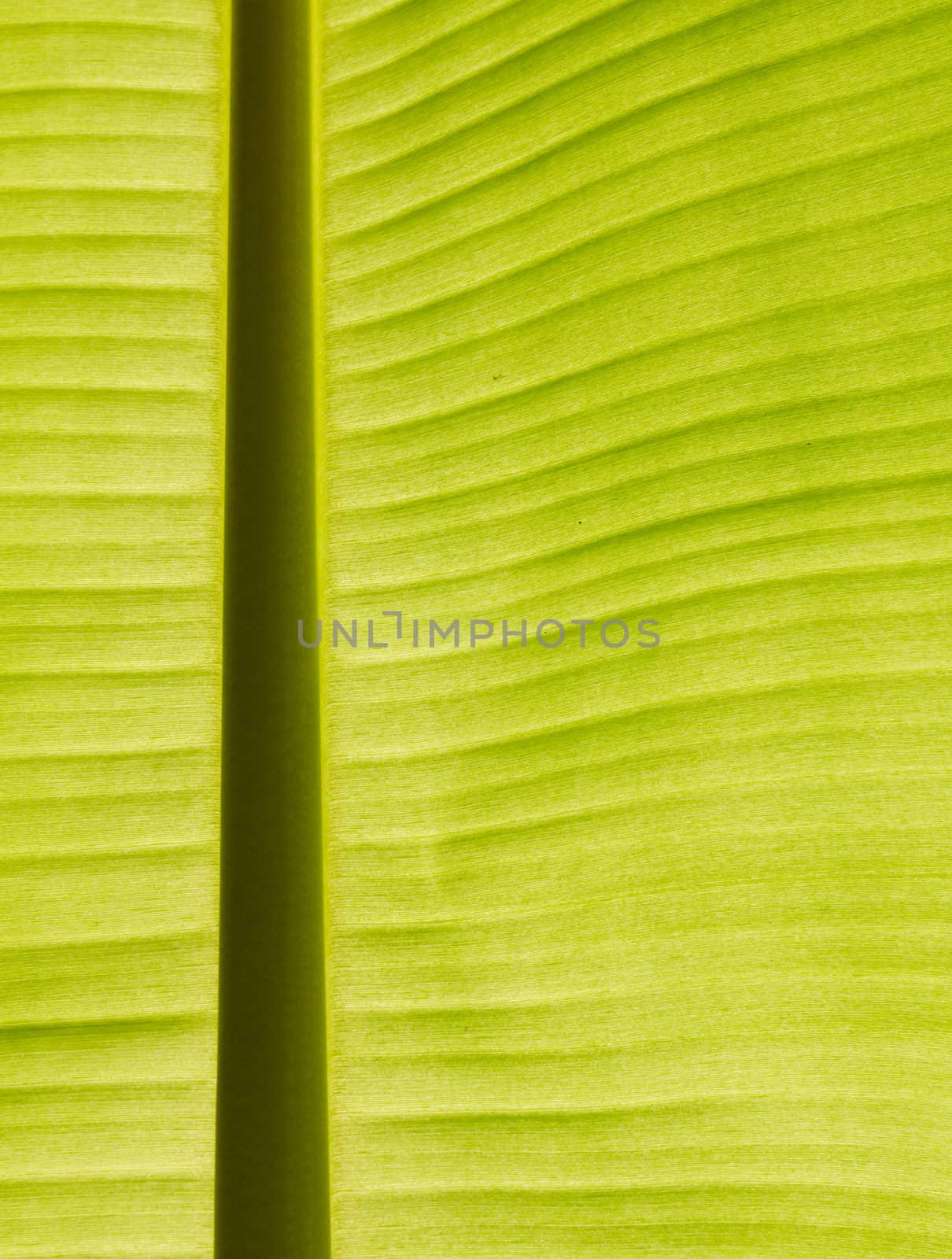 Backlit fresh green banana leaf used for backgrounds