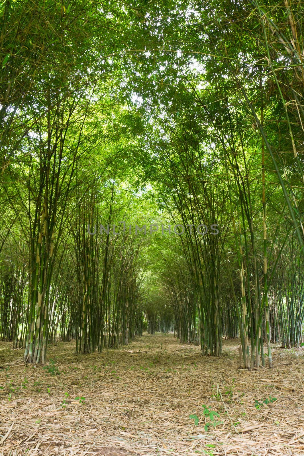 Bamboo trees growing by stoonn