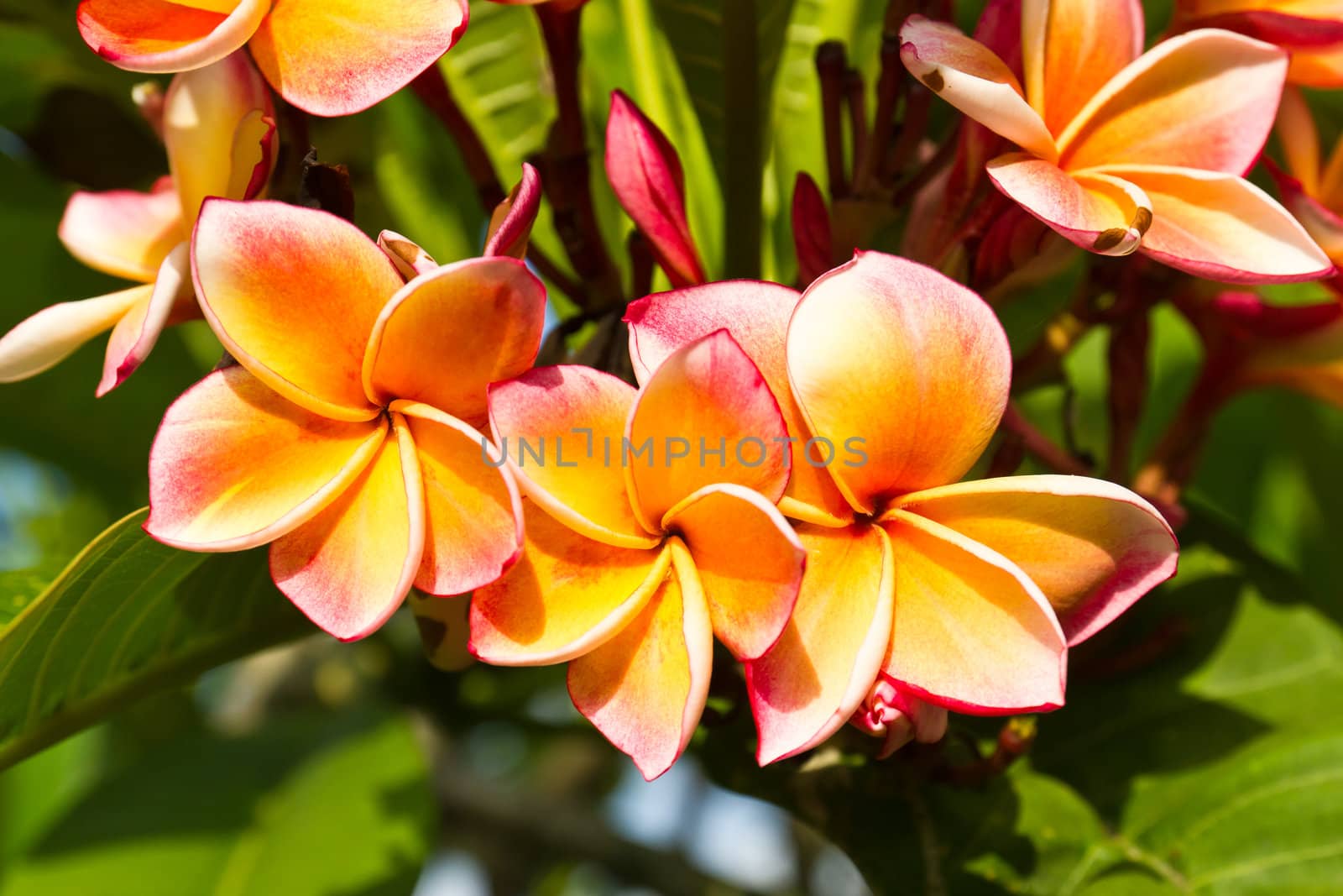 Beautiful  orange flower in thailand, Lan thom flower