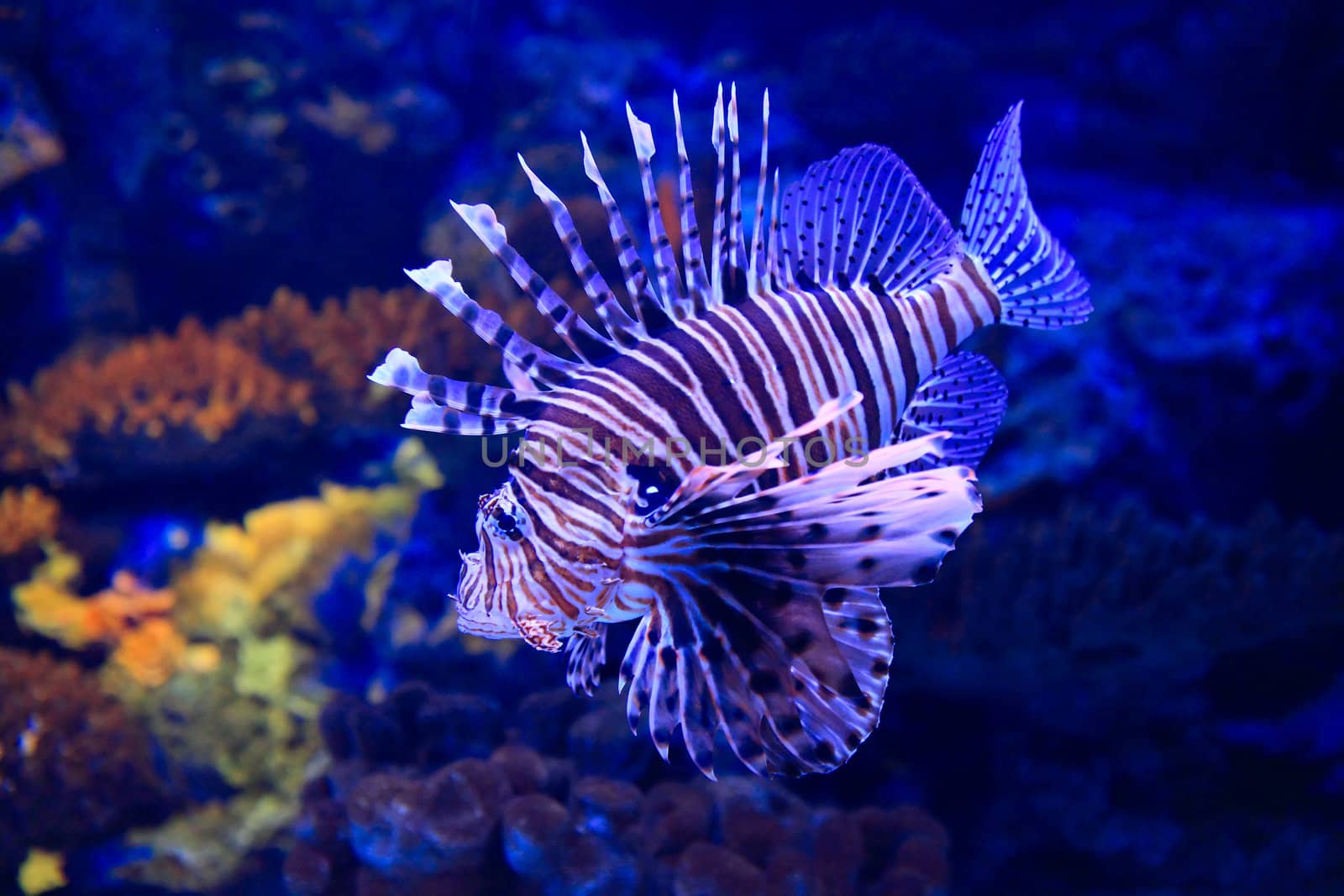 lion-fish underwater in tropical aquarium