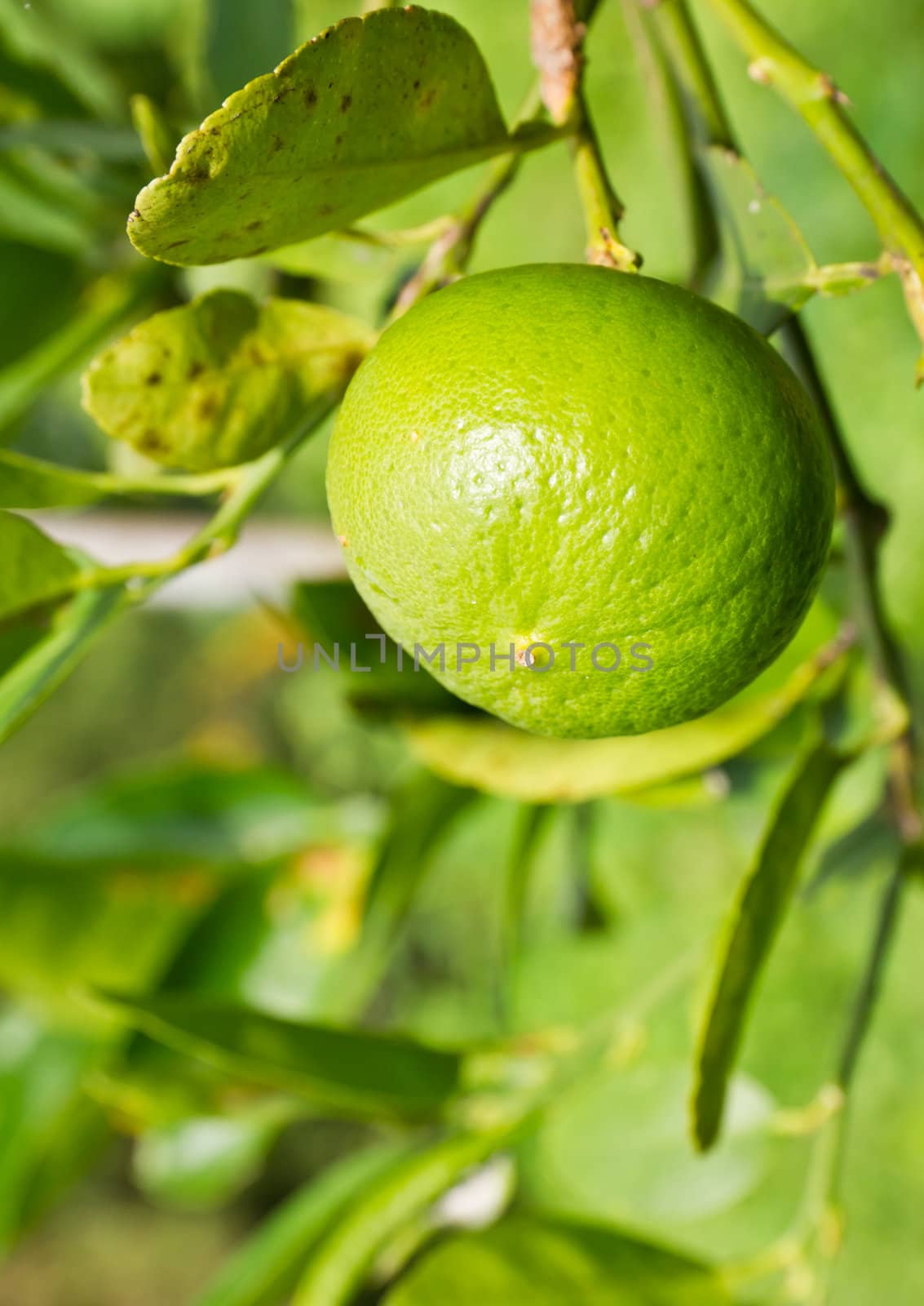 Green lemon on the tree among the leaves