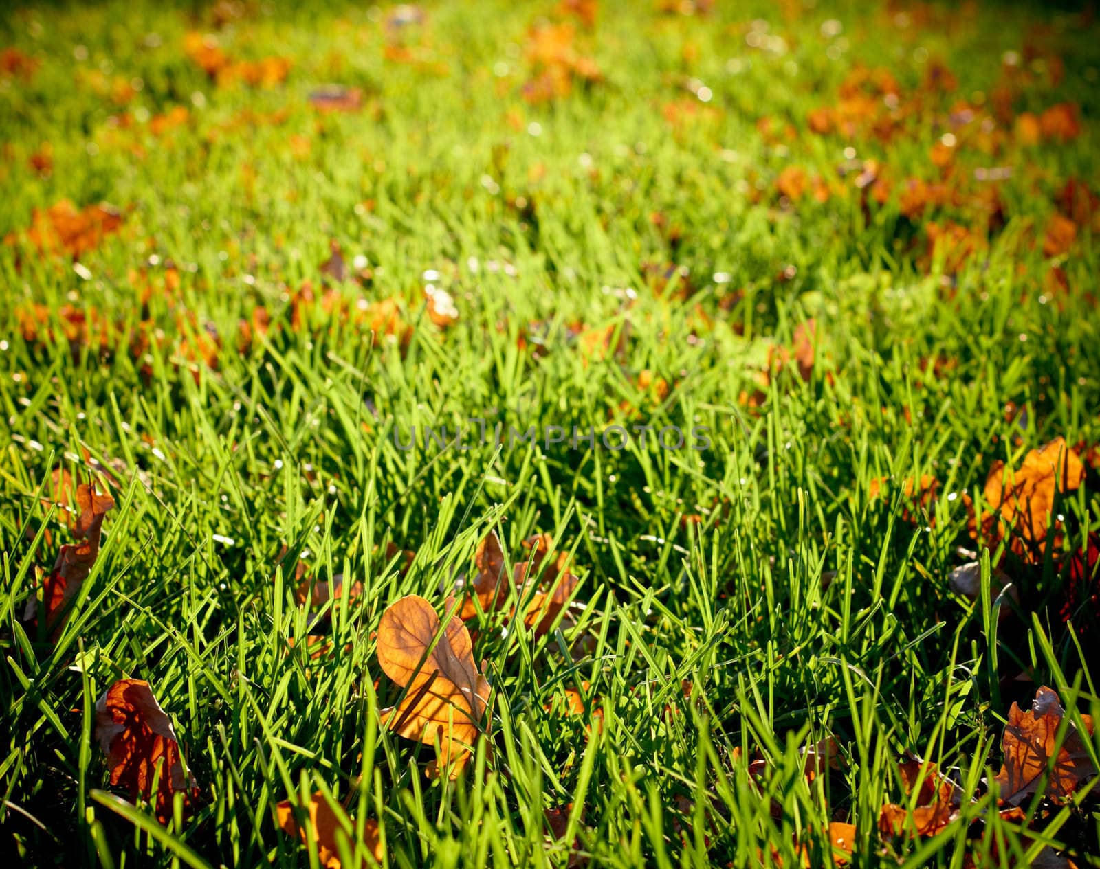 Sunlit autumn meadow