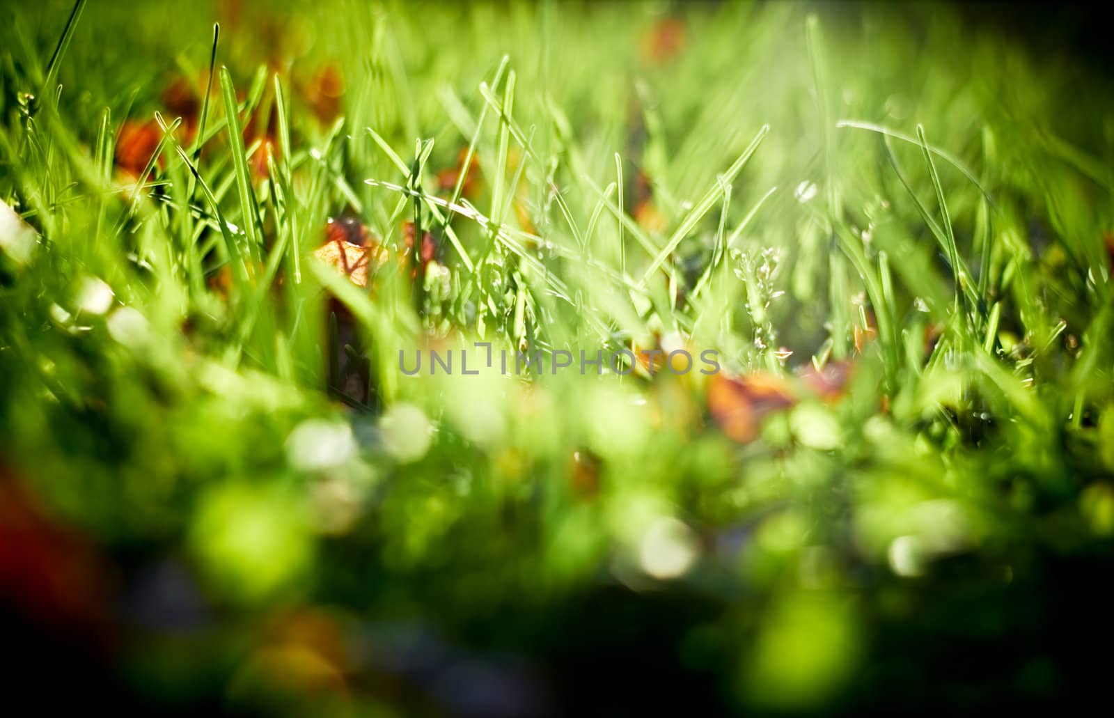 Sunlit autumn grass, closeup shot.