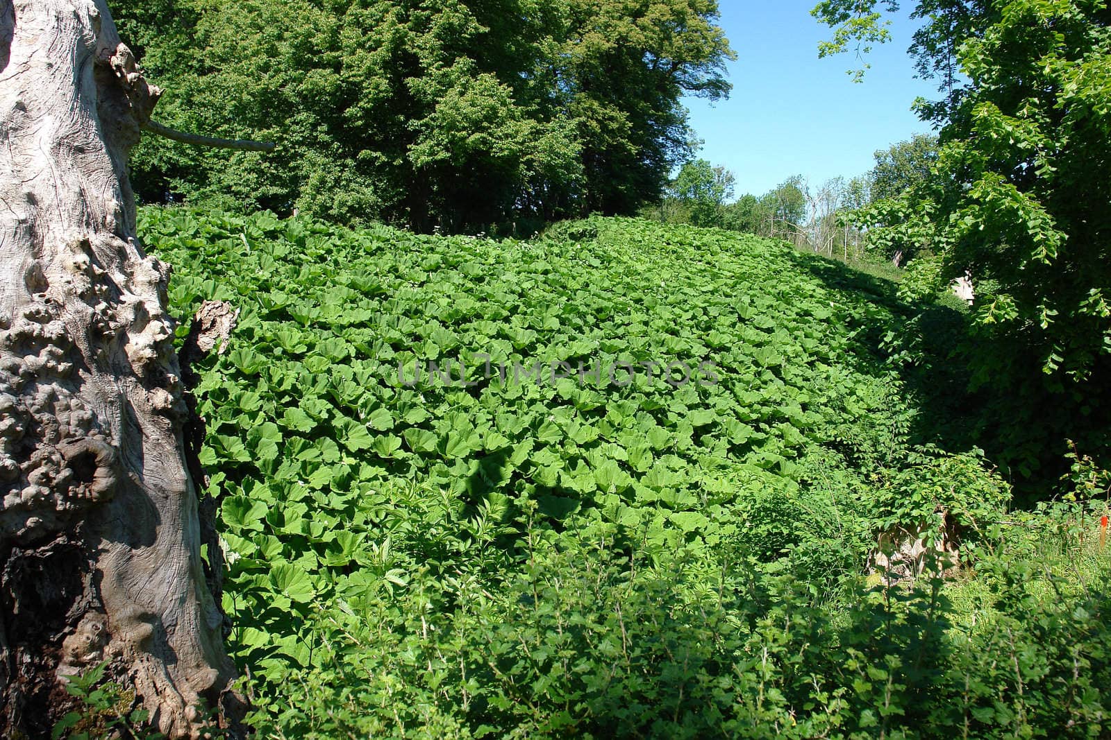 Field full of Curled Dock  Rumex crispus Sorrel herbs
