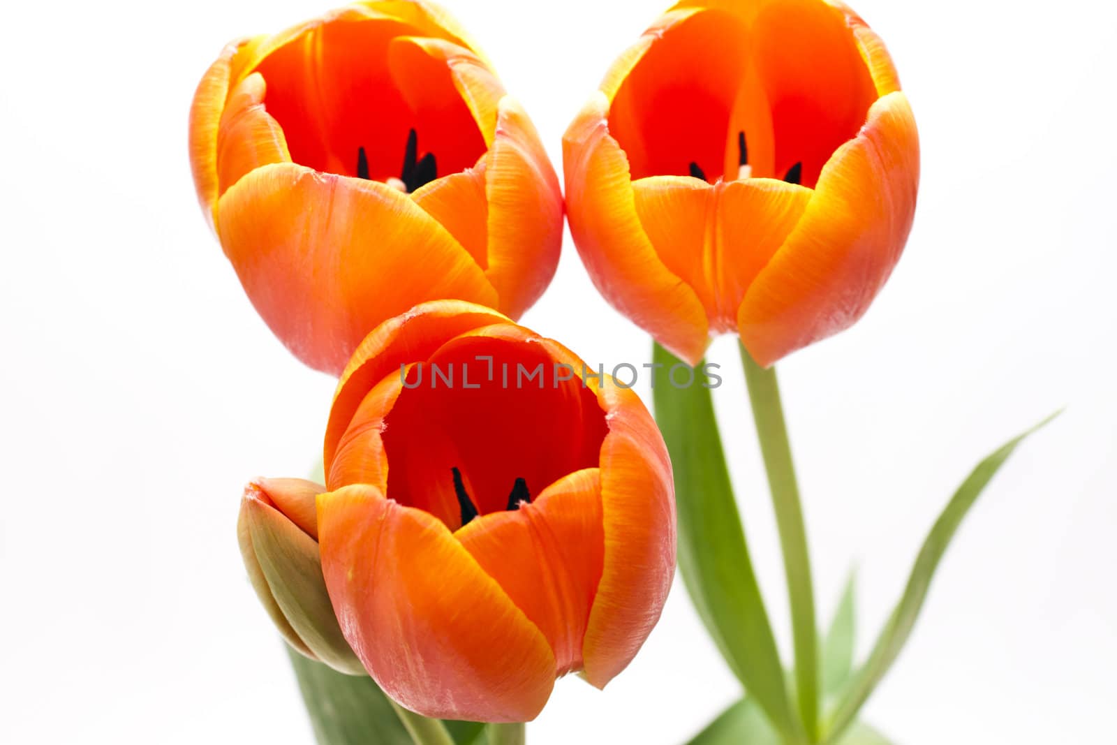 beautiful bouquet red tulip on white background
