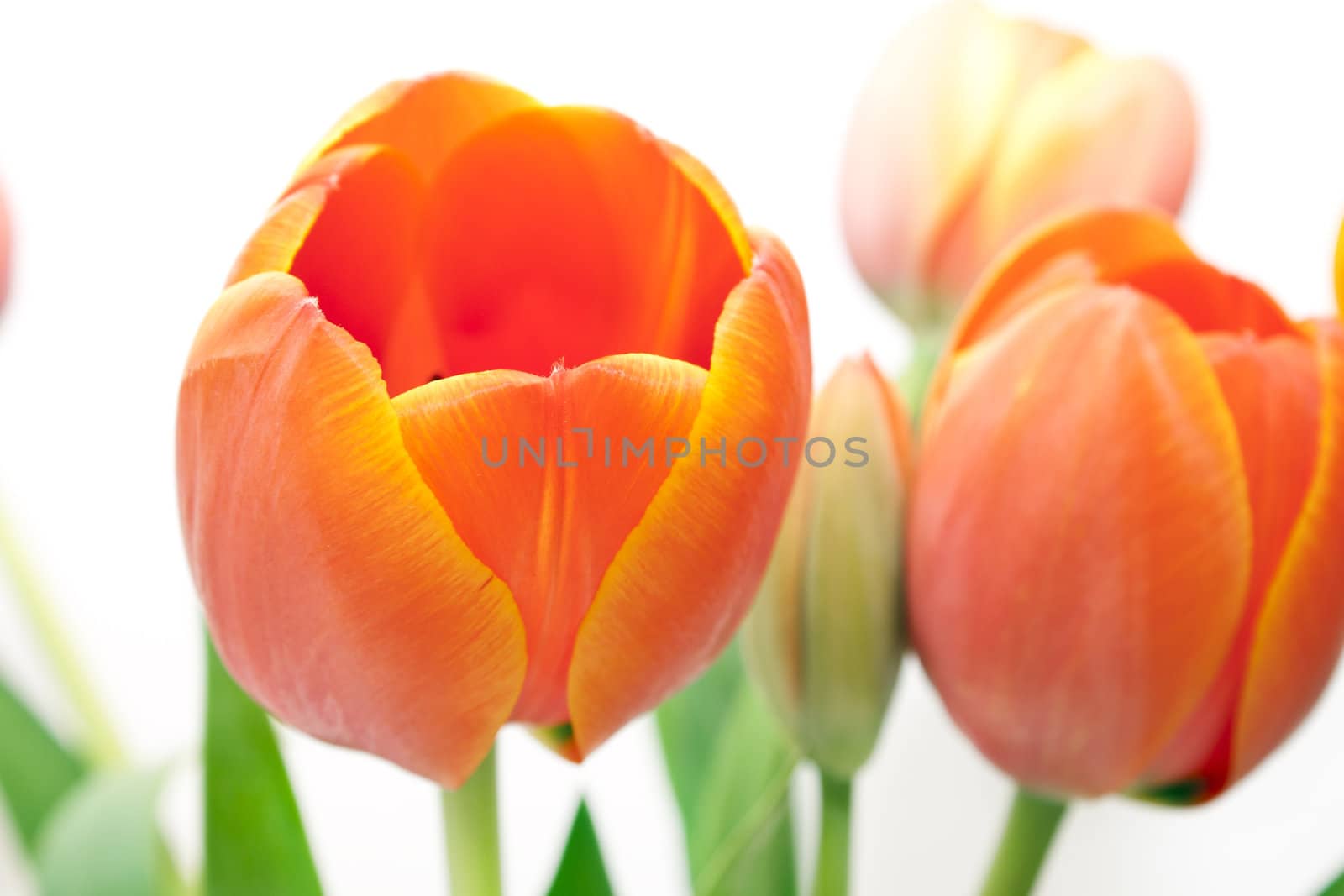 beautiful bouquet red tulip on white background