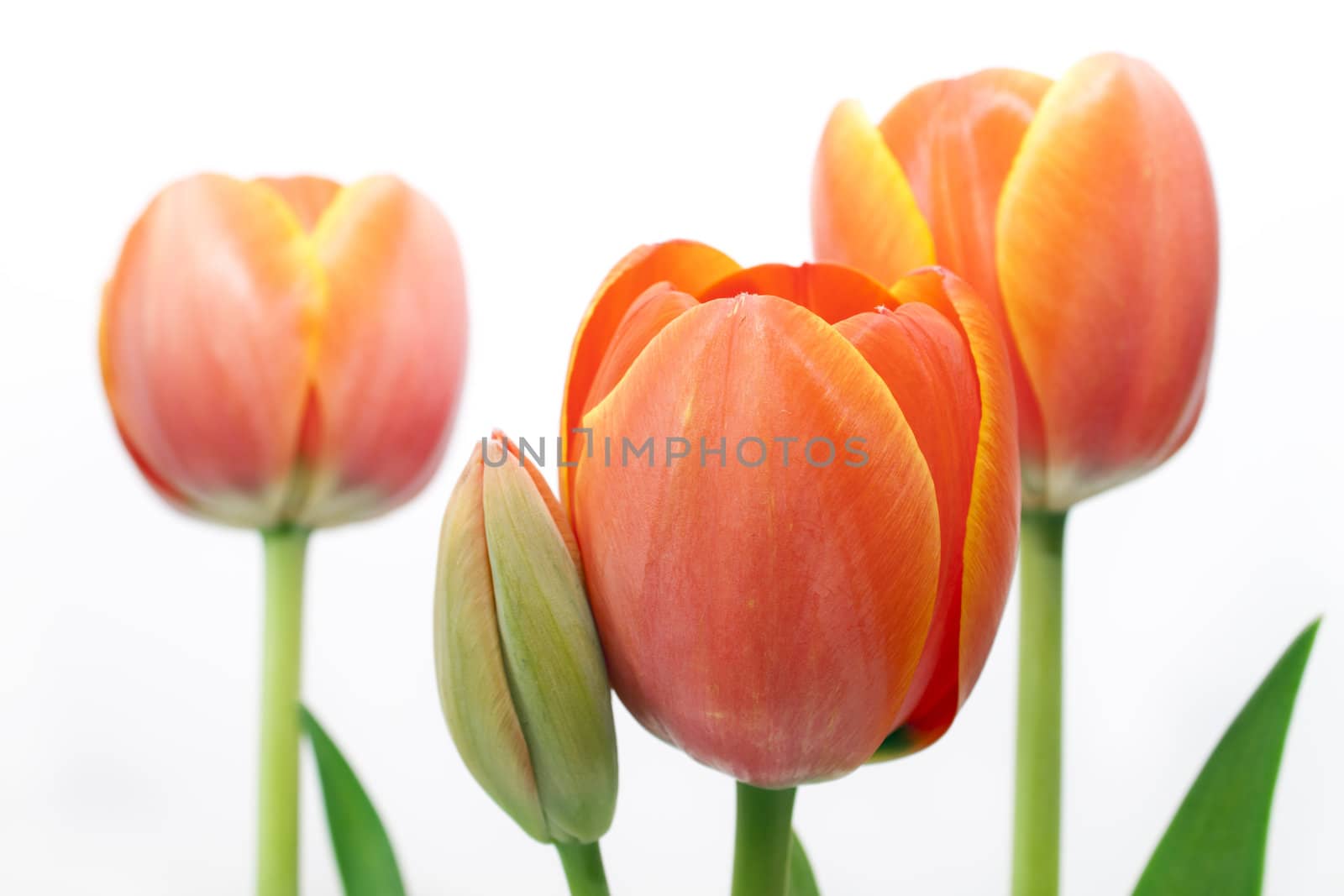 tulip by brux