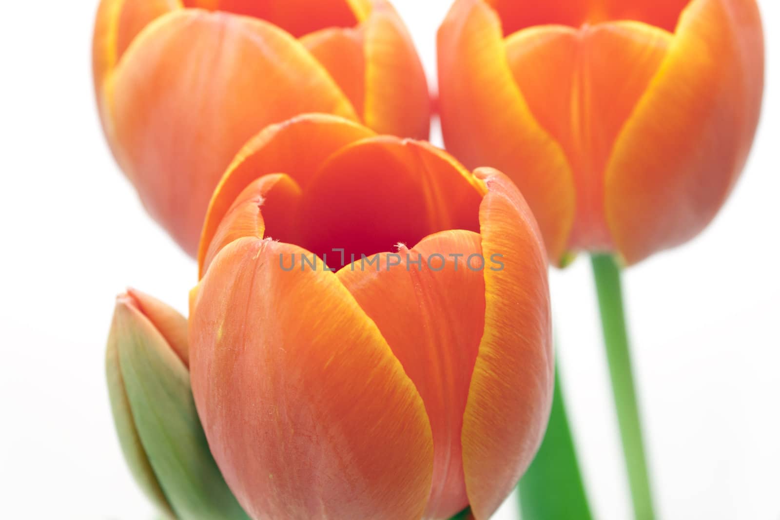 beautiful bouquet red tulip on white background