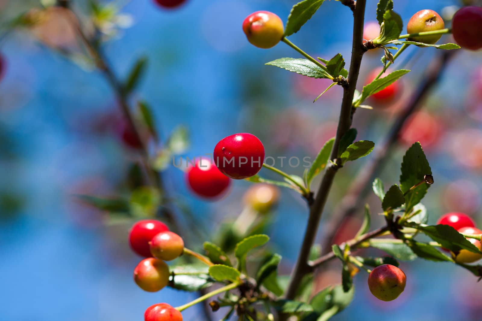 bright red cherry on branch on background blue sky
