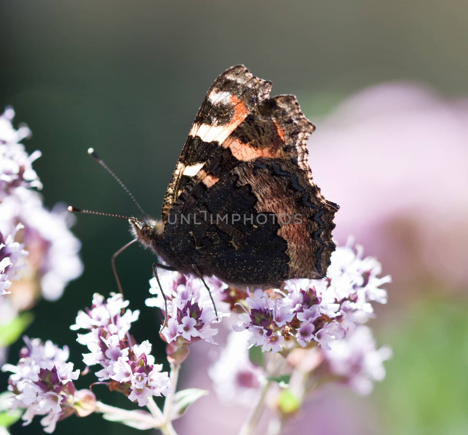 beautiful varicolored butterfly sits on beautiful flower
