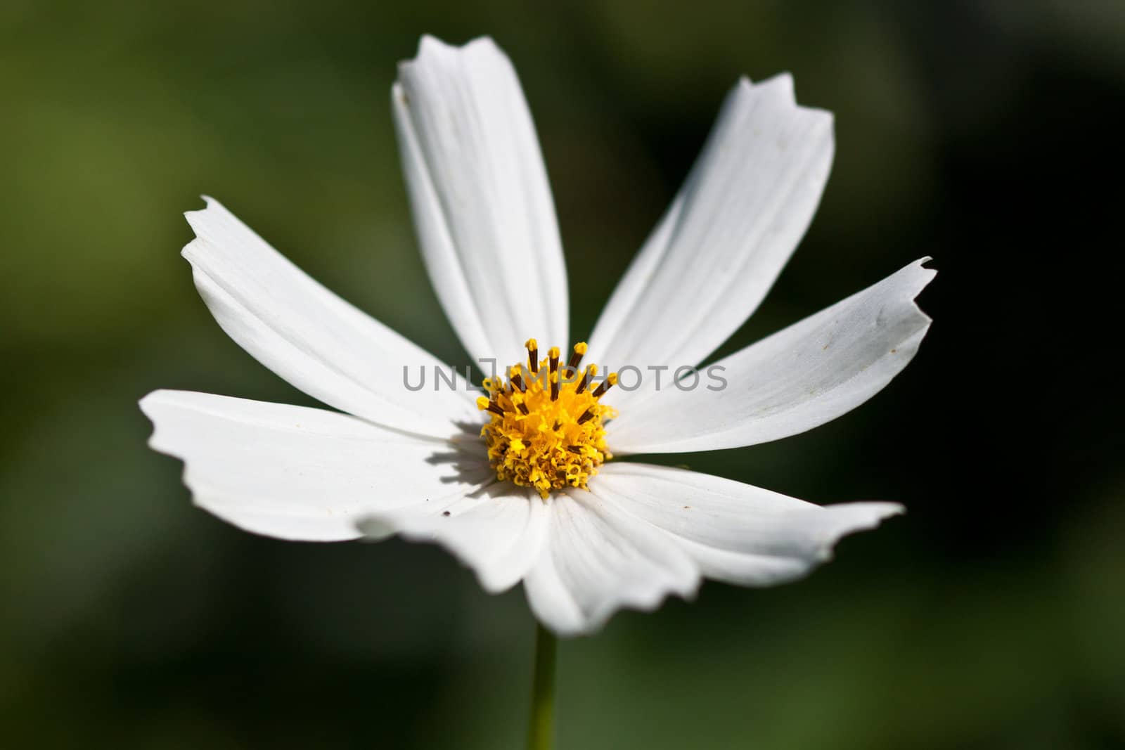 beautiful white flower on dark green background
