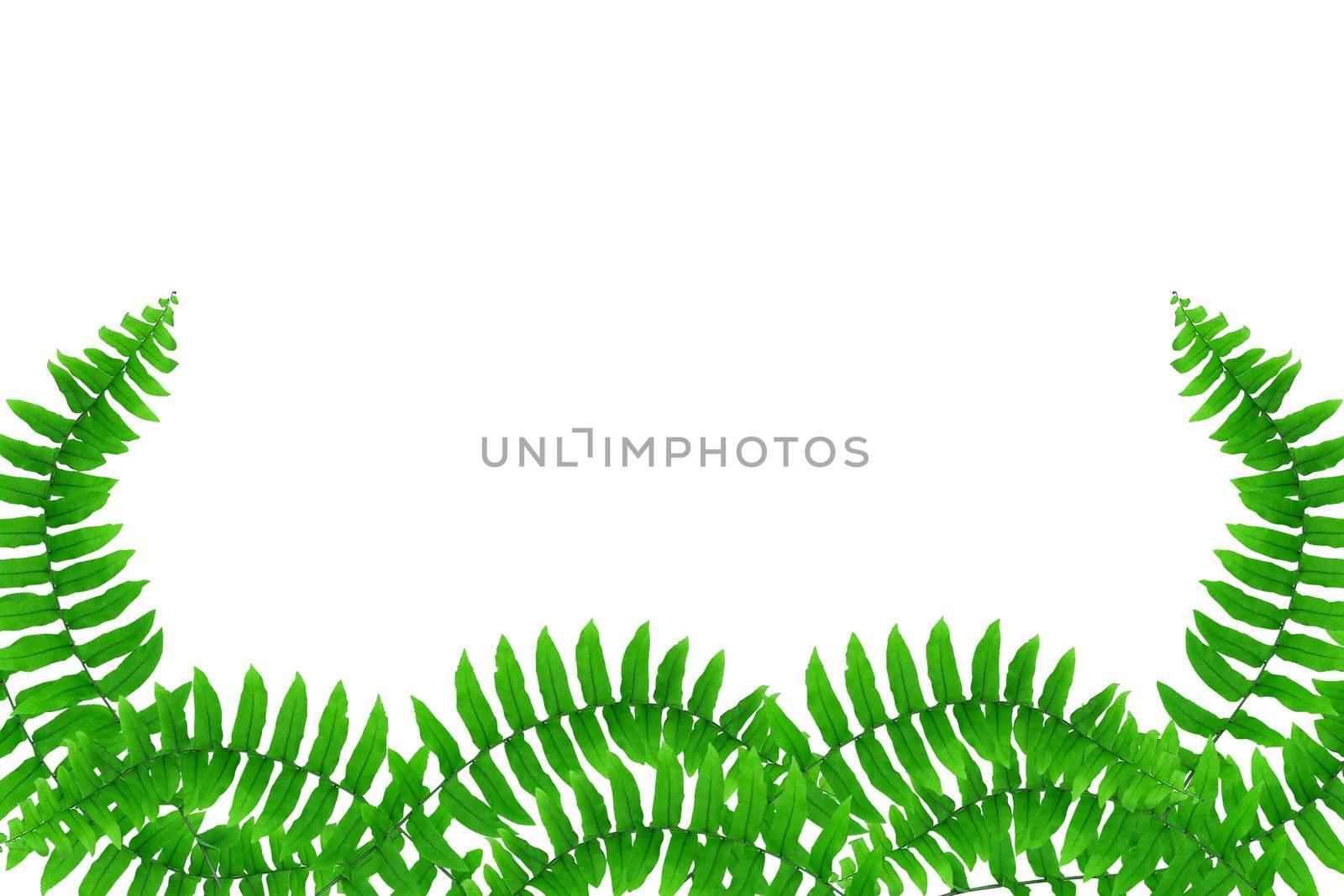fern frame 
 by rufous