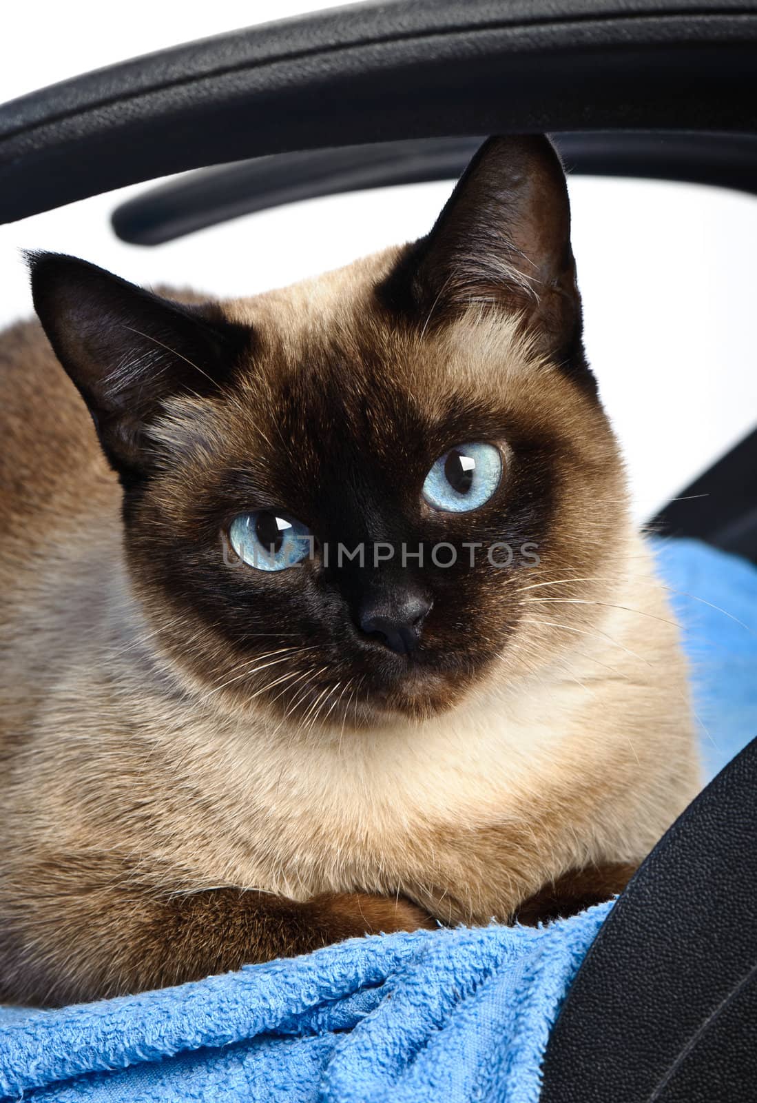 close up of cute blue-eyed siamese cat