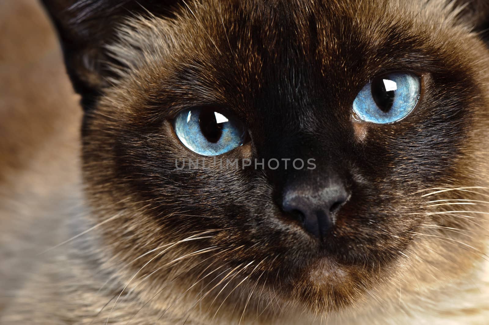 siamese cat closeup by starush