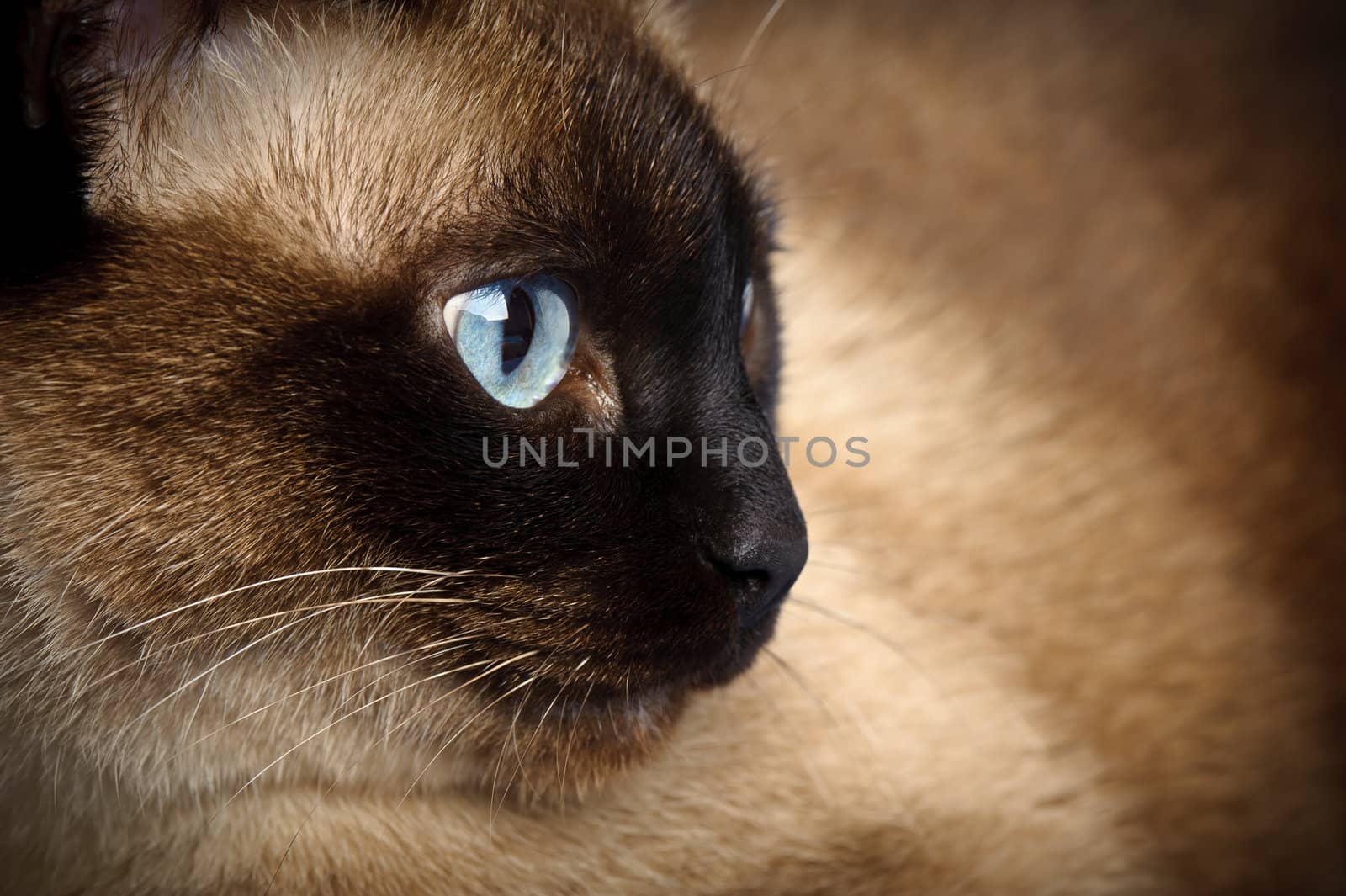 facial close up of cute blue-eyed siamese cat