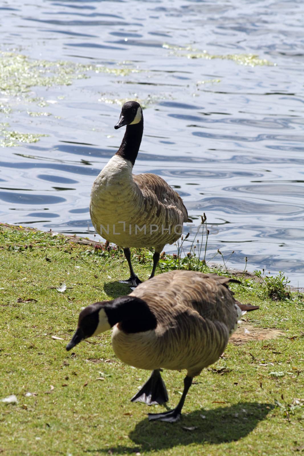geese at the side of the lake