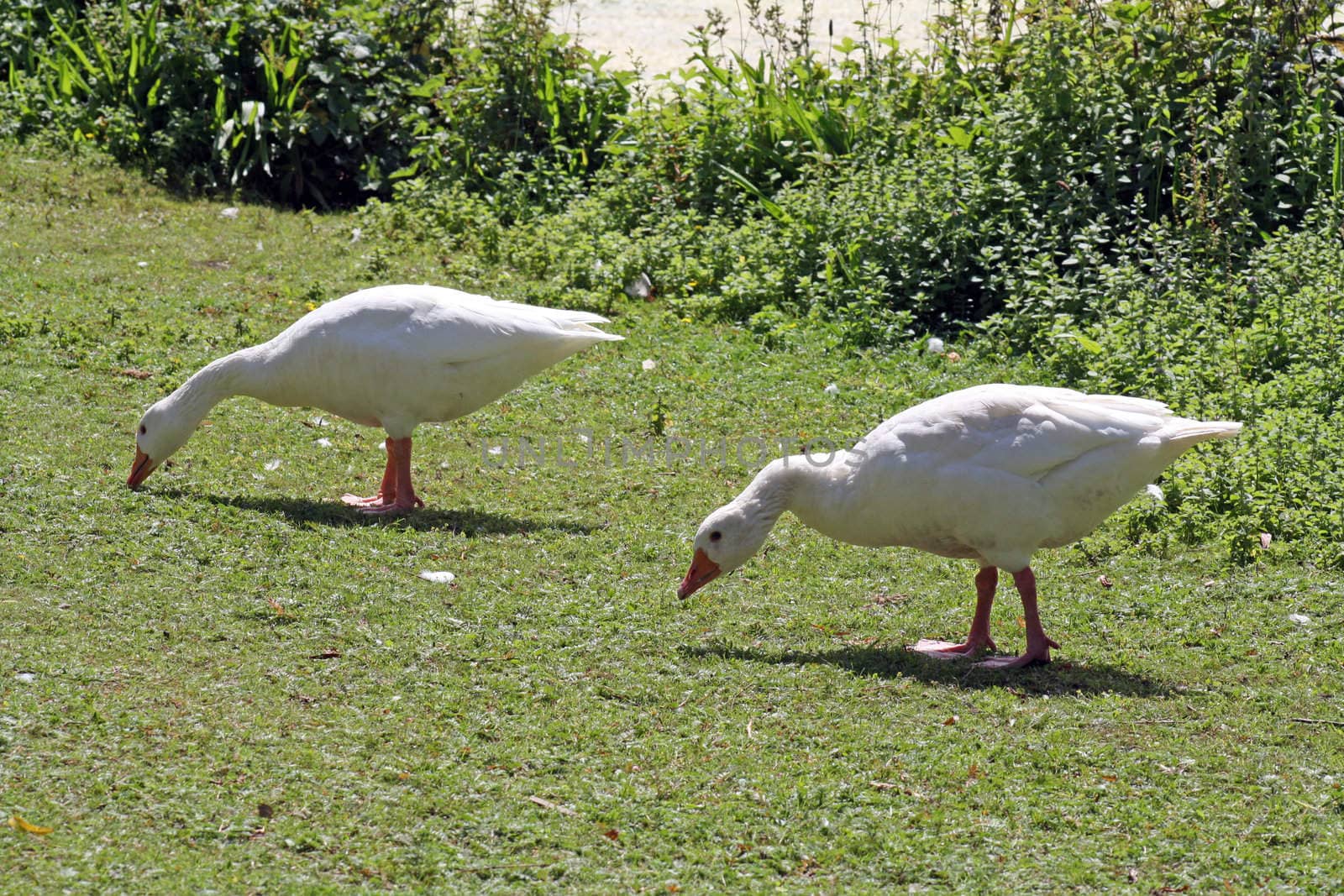 geese on land