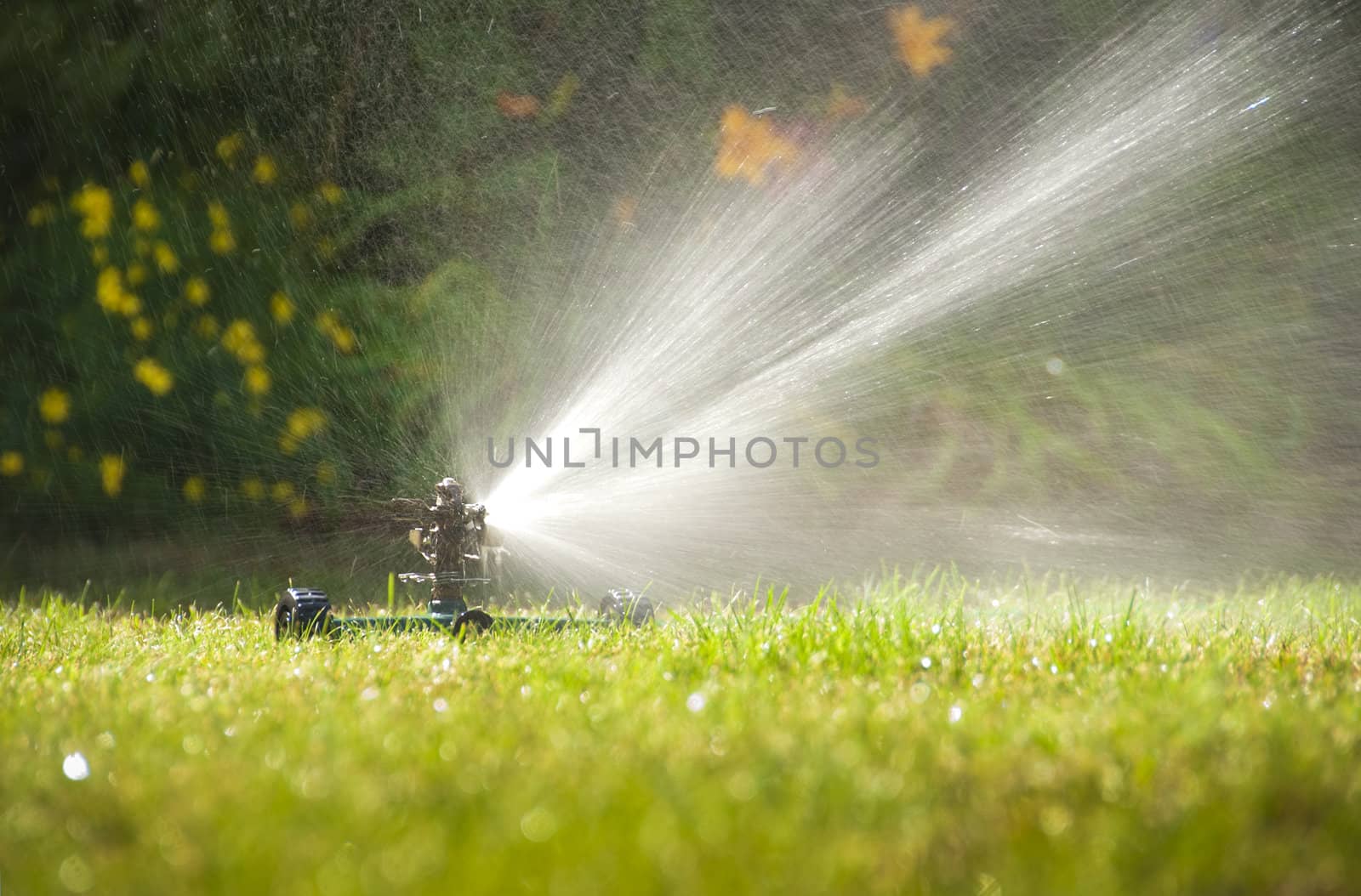 Lawn sprinkler by f/2sumicron