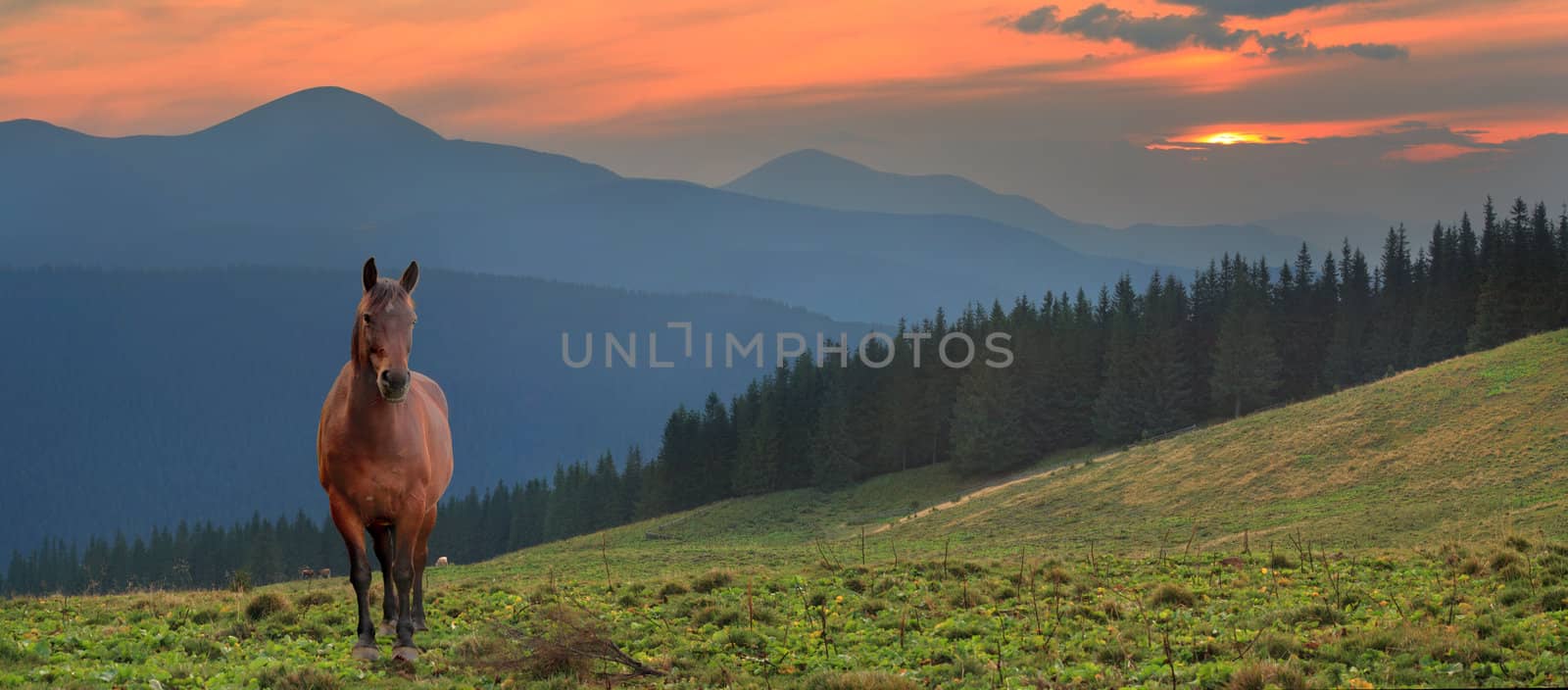 Beautiful evening  landscape with the horse by andrew_mayovskyy
