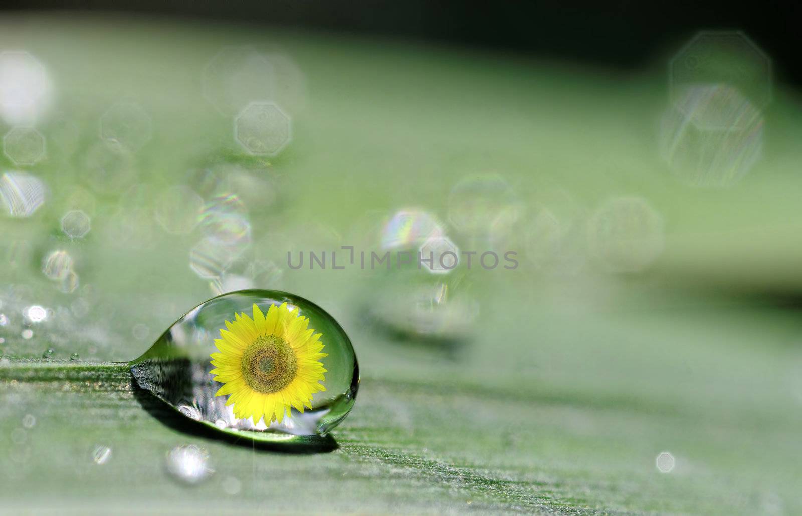 drop and sunflower by gufoto