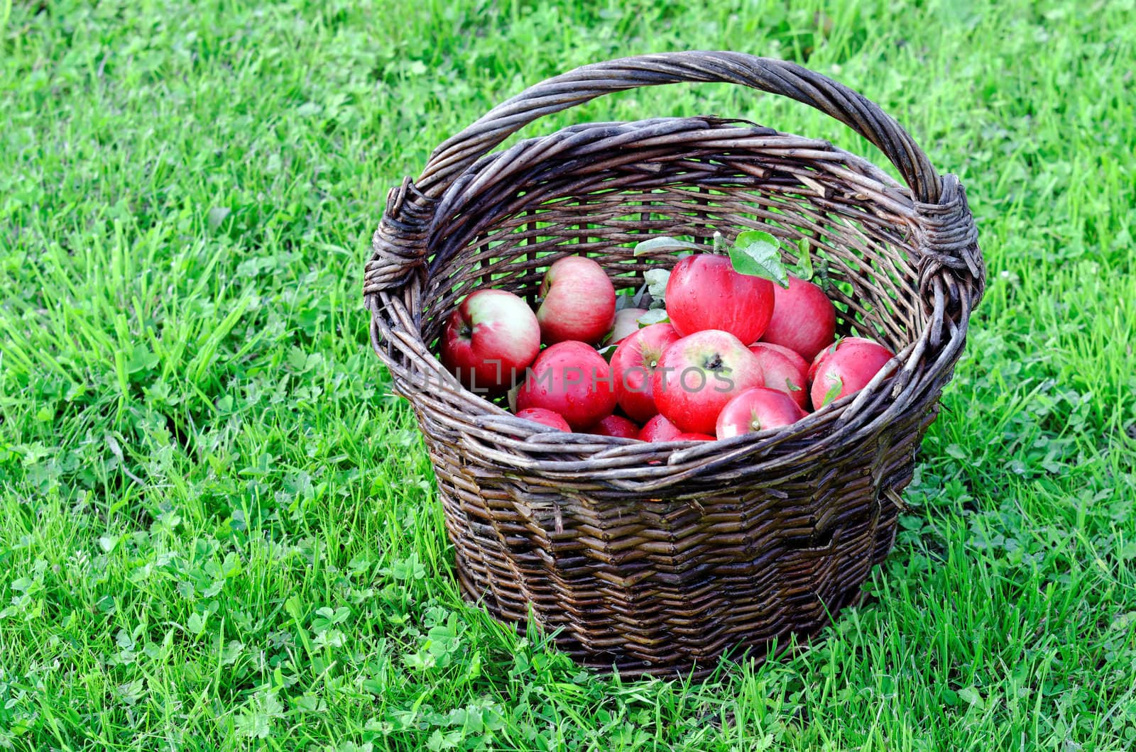 a crop of red apples