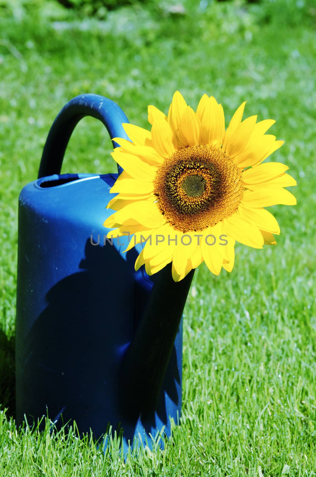 a sunflower in a watering bucket
