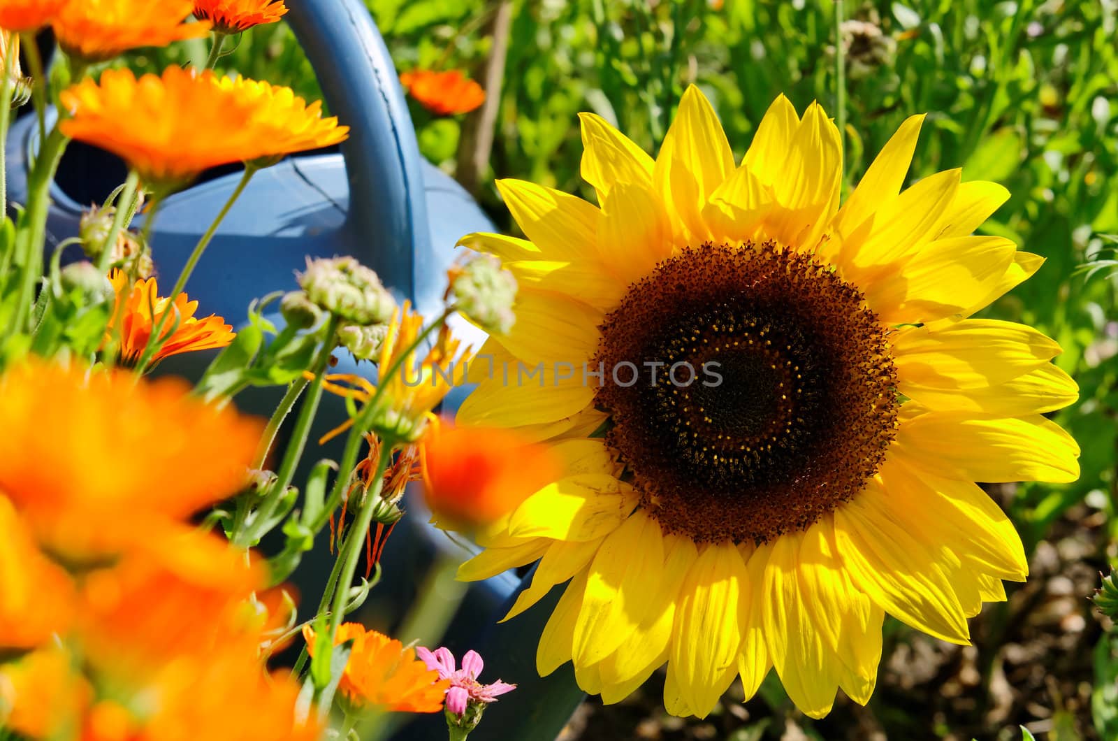 a sunflower with a watering can in the background