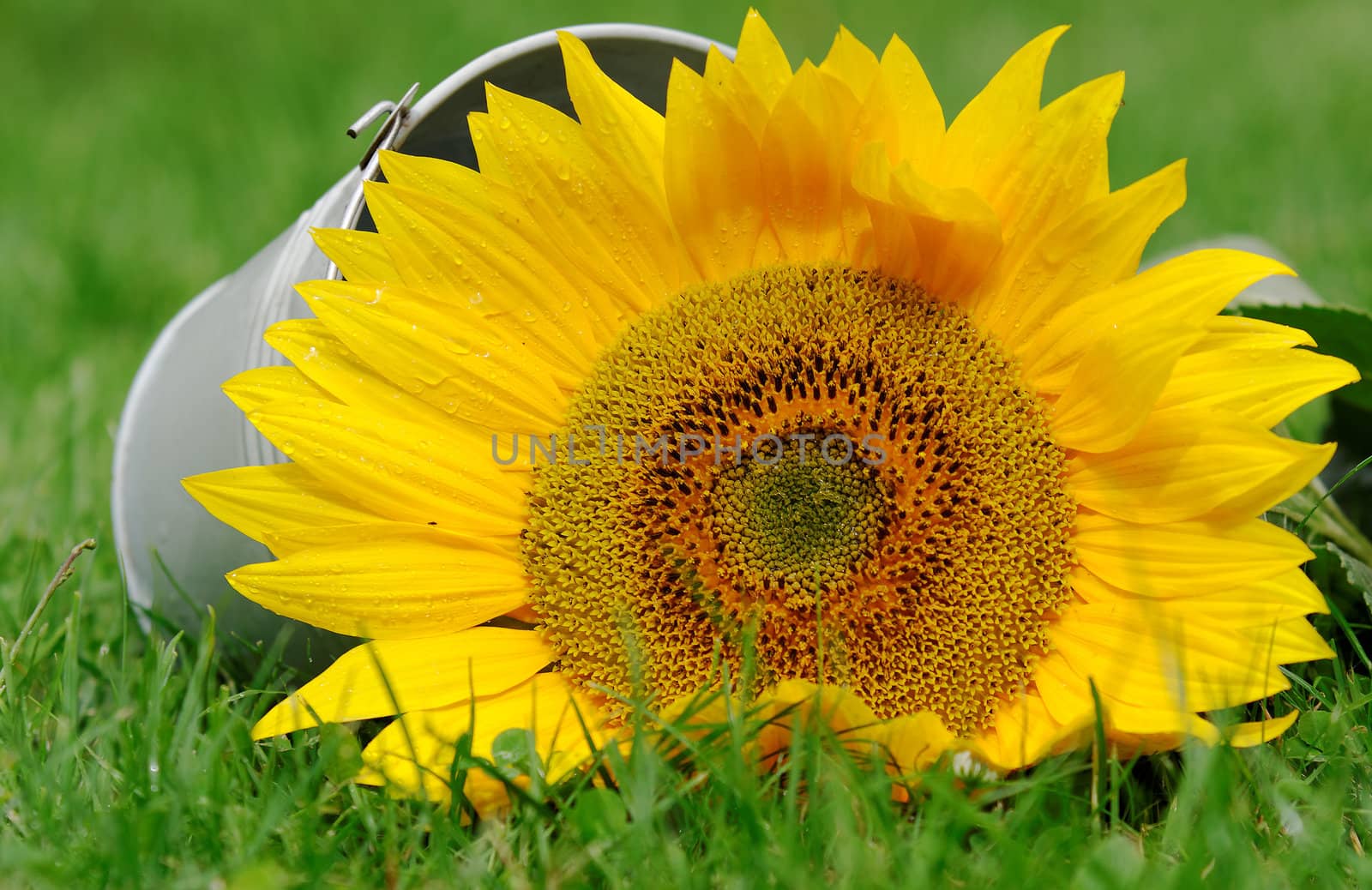 a sunflower and a bucket lying in the grass