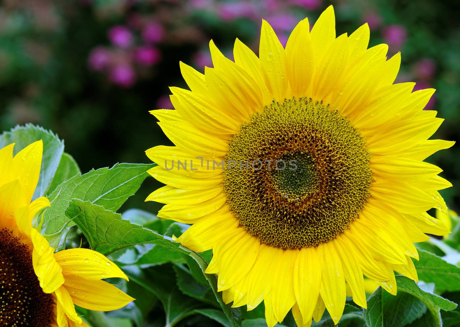 sunflowers by gufoto