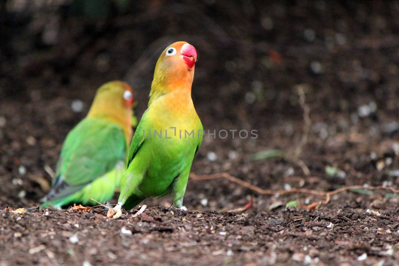 Bird agapornis-fischeri singing on the ground next to a friend