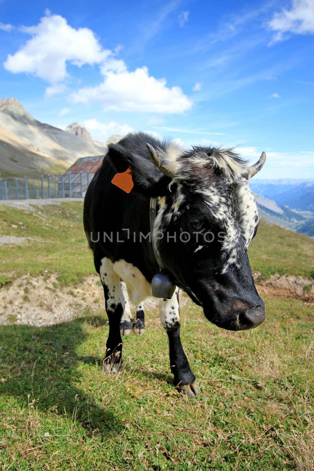 Black and white cow walking toward the photograph in the mountain by beautiful weather