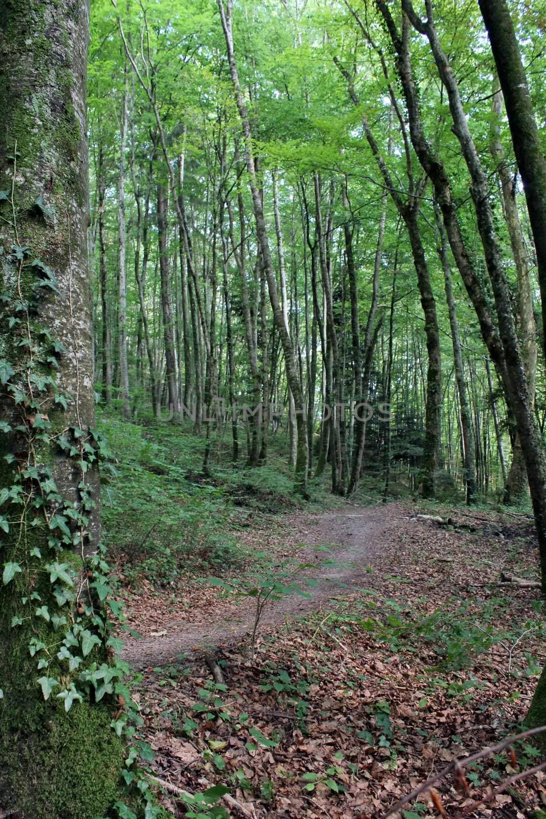 Footpath in the green forest at the end of summer