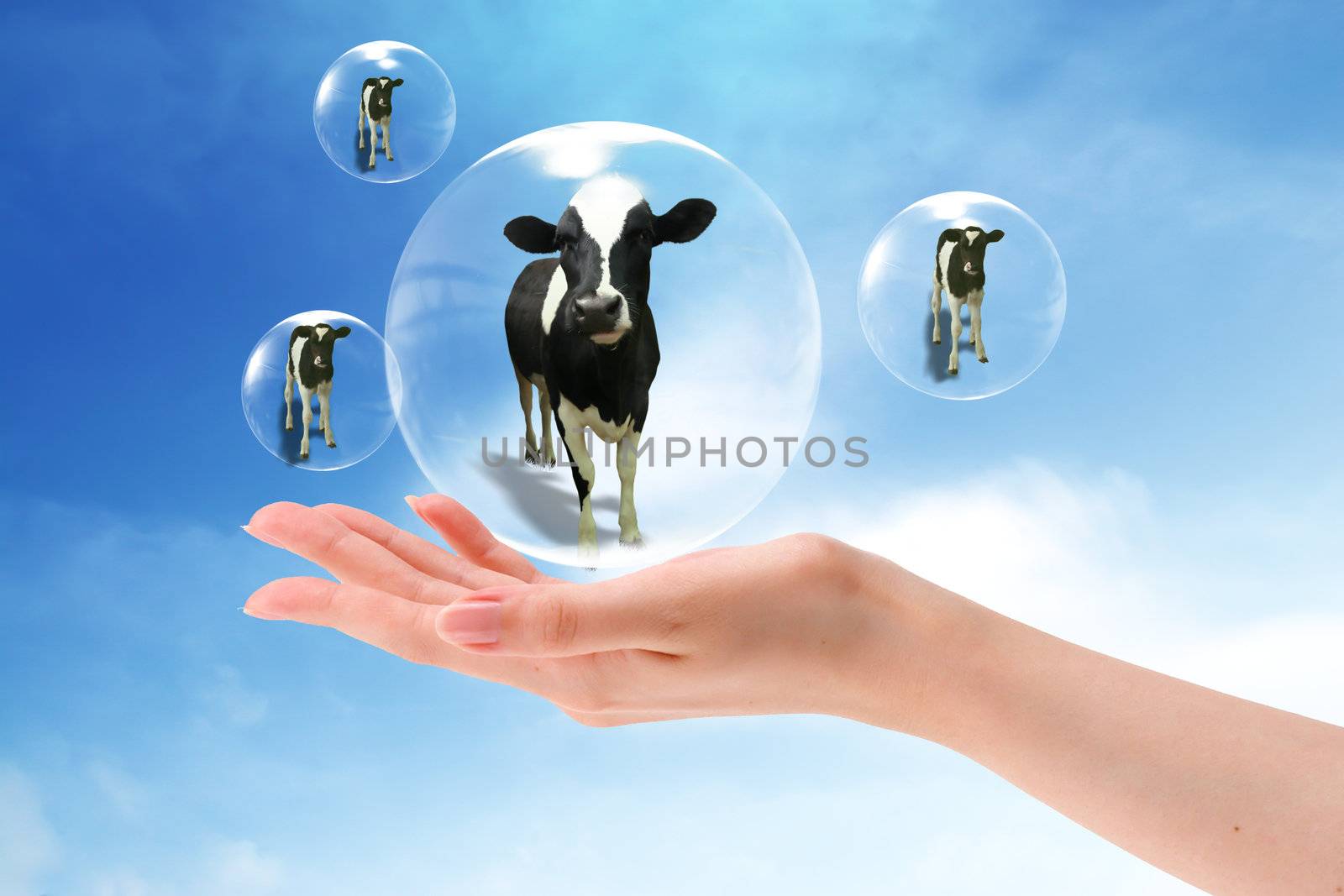 cow in the bubbles   on blue sky background.