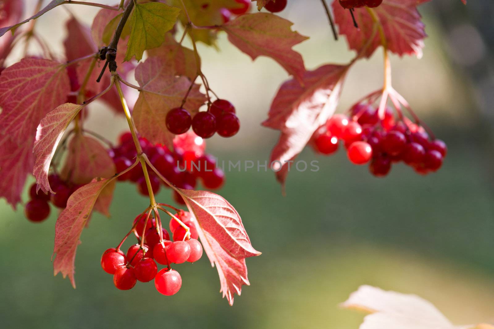 snowball tree with ripe red berry