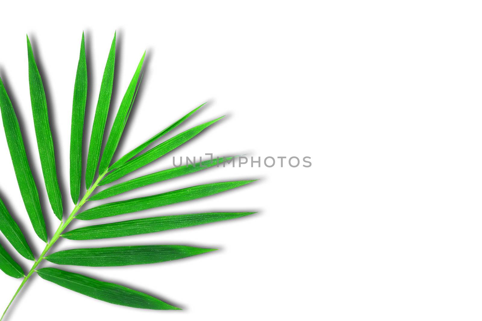 bamboo leaves 
 by rufous