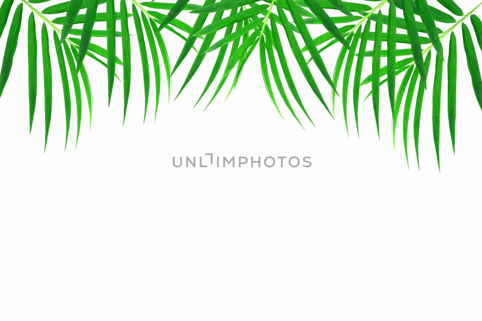 bamboo leaves 
 by rufous
