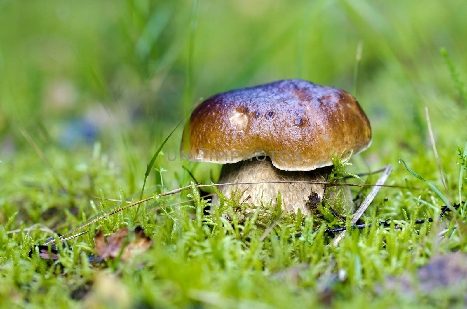 mushrooms by gufoto