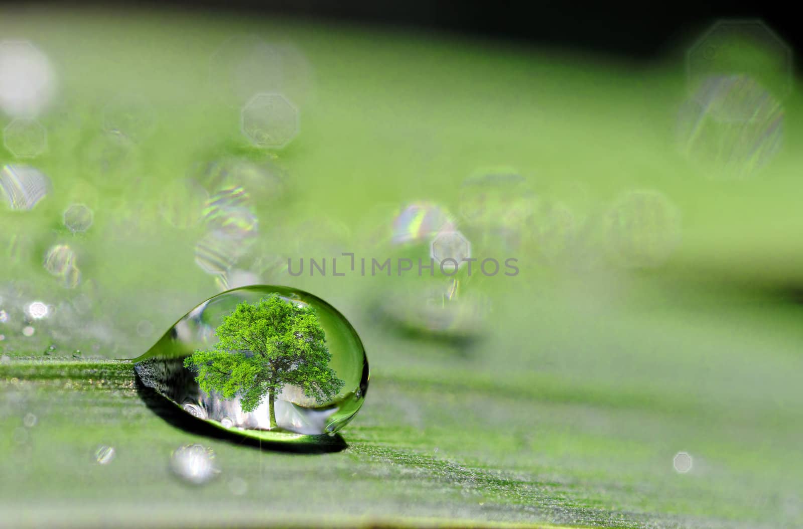 a drop on plant leaf