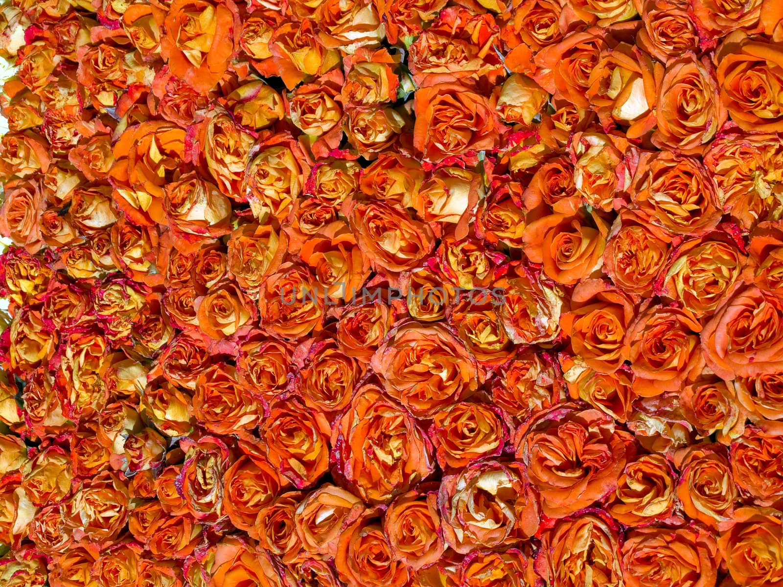 Beautiful Red and orange Roses Floral Nature Gardening Background